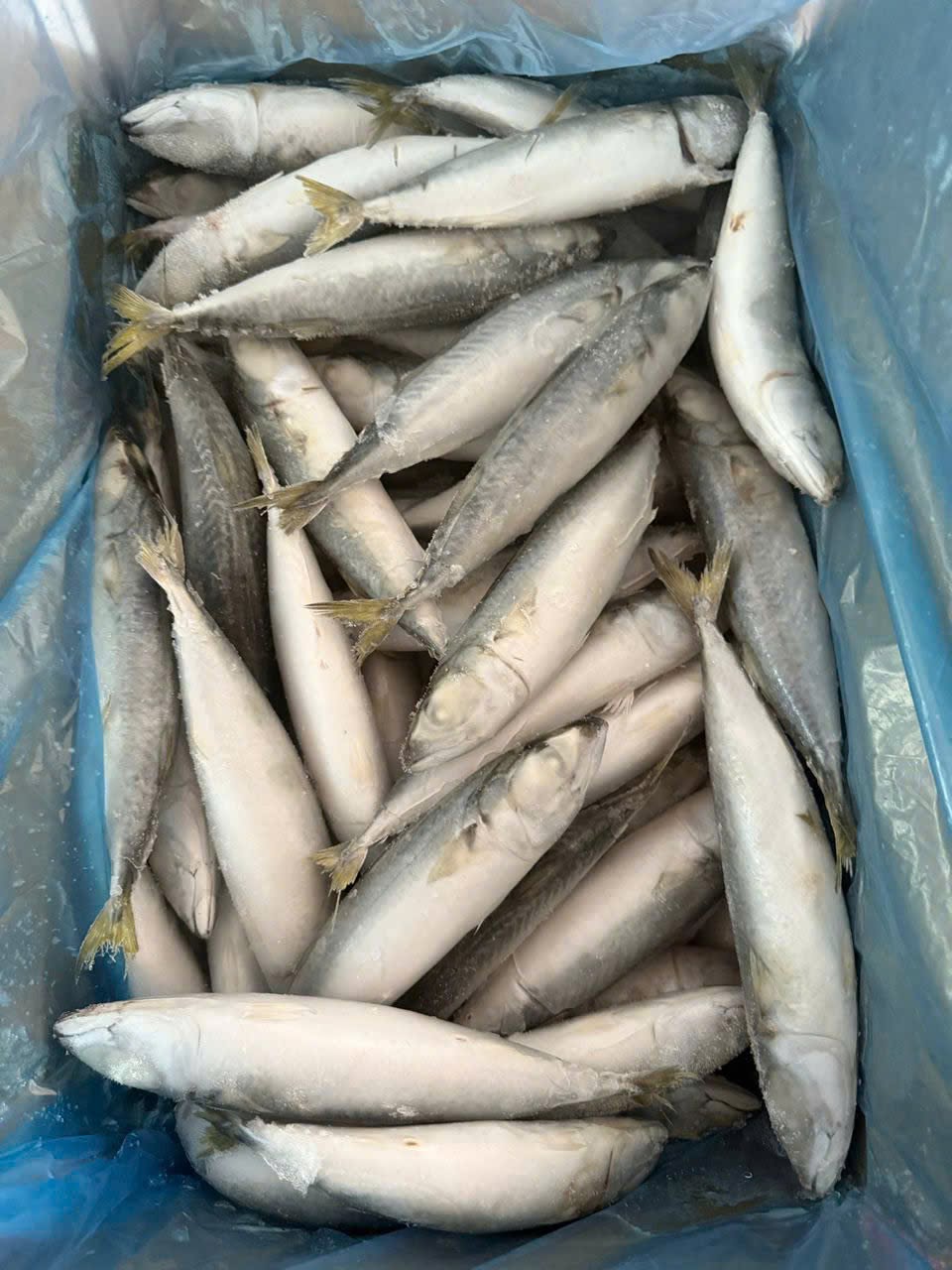 Cá Saba TQ 60-80 Thùng 10kg Nhập Khẩu