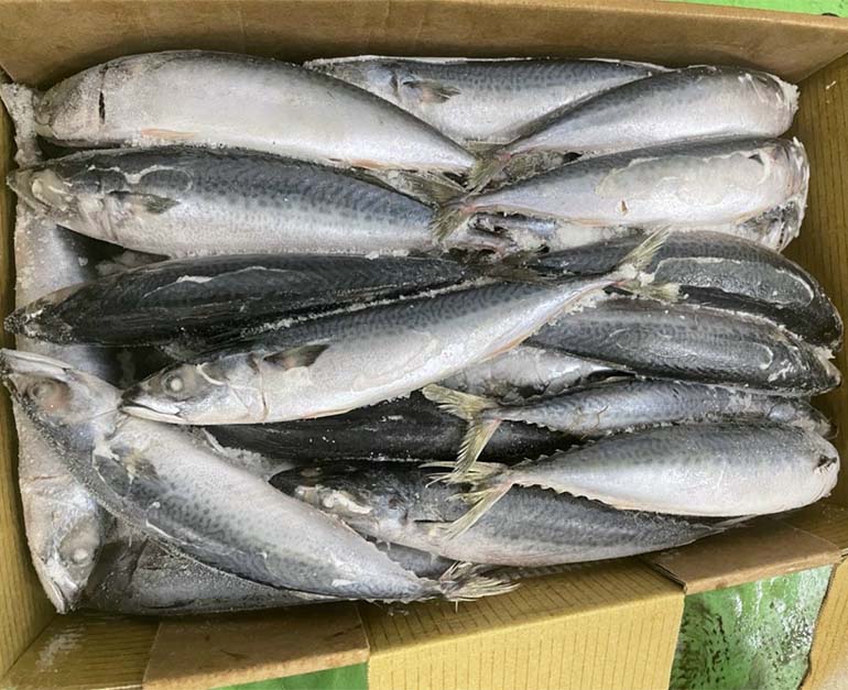 Cá Saba TQ Đông Tàu Size 50-60 Thùng 10kg