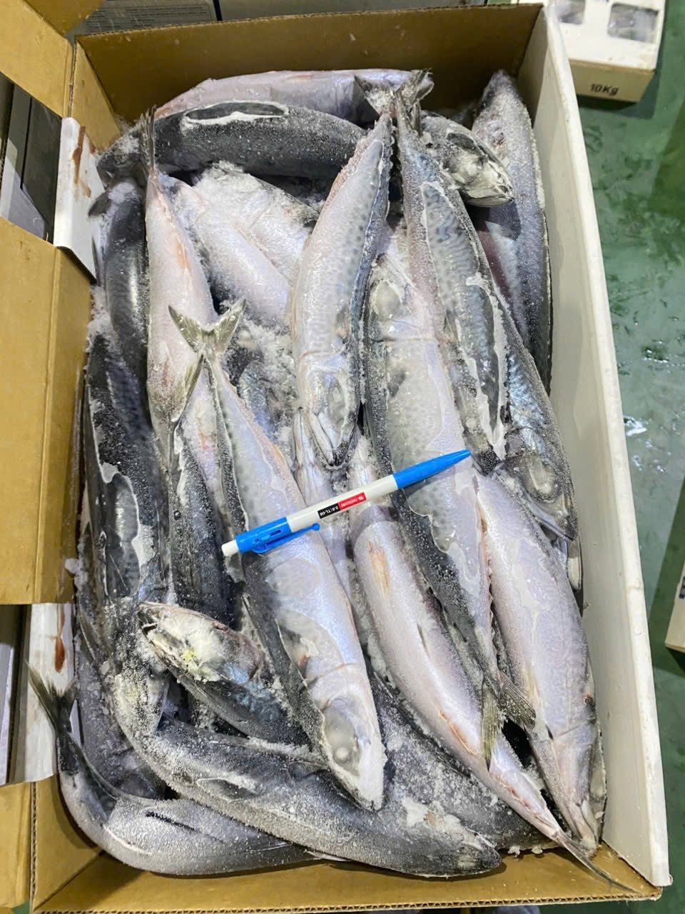 Cá Saba Nhật Size 200-400 Thùng 10kg Nhập Khẩu