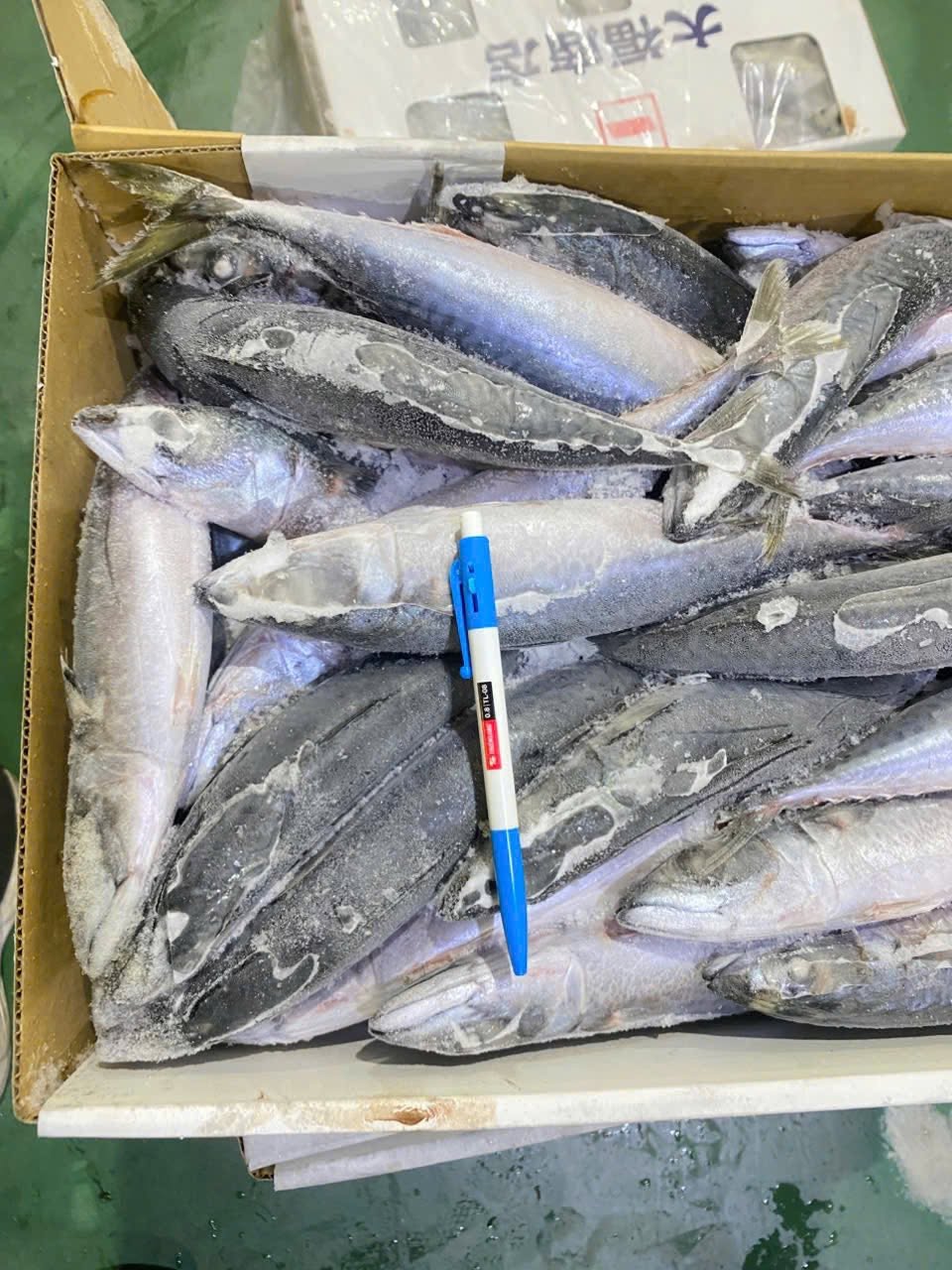 Cá Saba Nhật Size 400-700 Thùng 10kg Nhập Khẩu