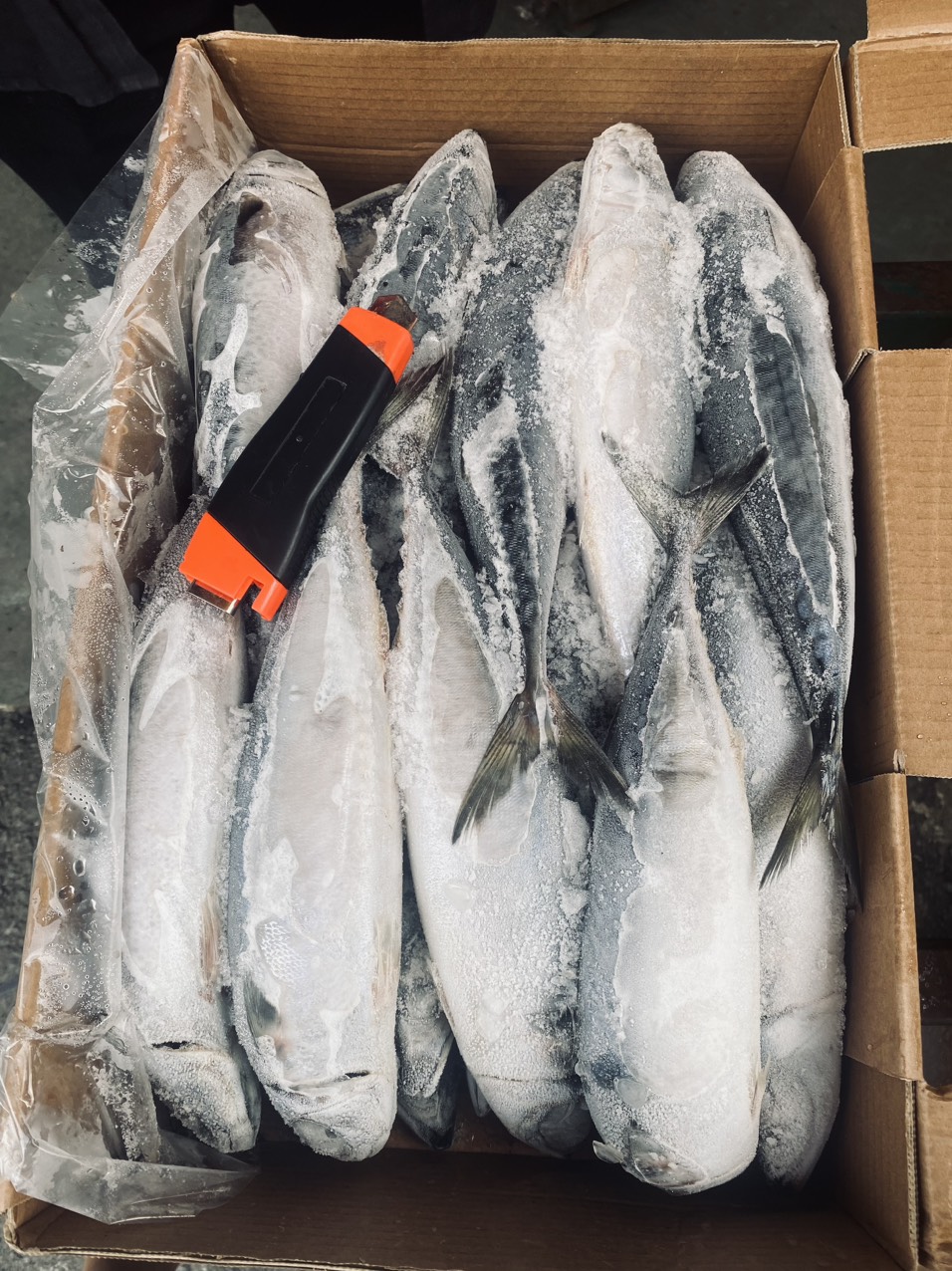 Cá Saba Nhật Size 400-600 Thùng 10kg Nhập Khẩu