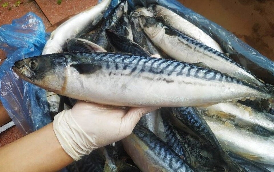 Cá Saba Nhật Size 600-900 Thùng 15kg Nhập Khẩu