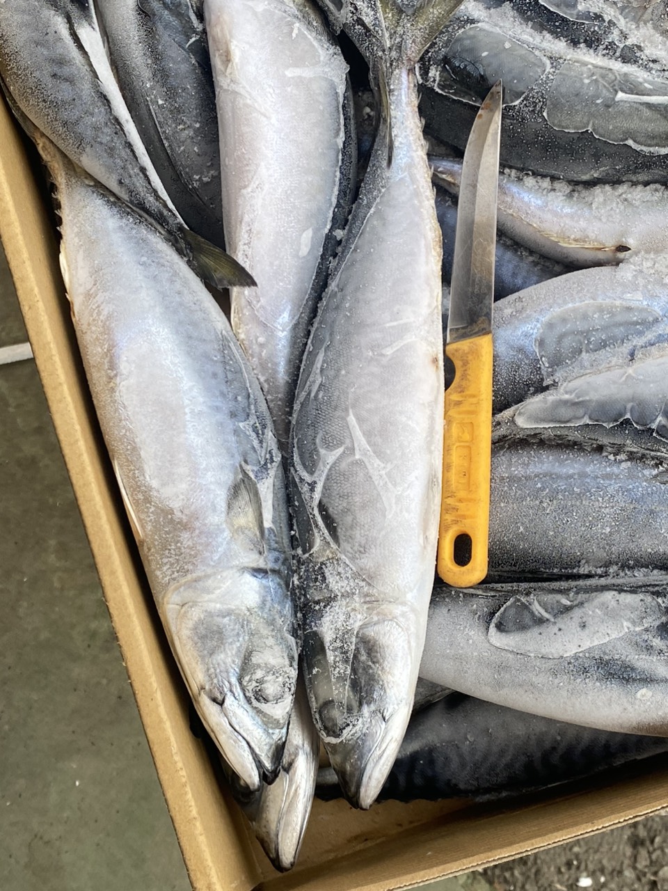 Cá Saba Nhật Size 500-800 Thùng 15kg Nhập Khẩu