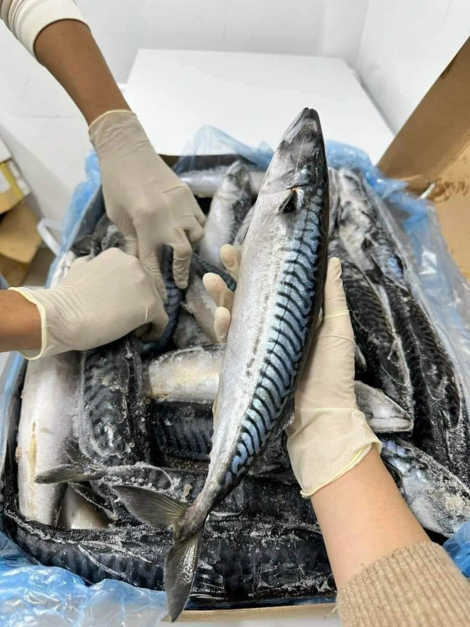 Cá Saba Nhật Size 500-800 Thùng 15kg Nhập Khẩu