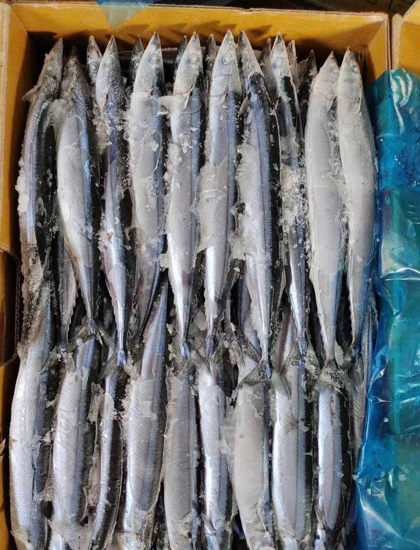 Cá Thu Đao Nhật Size 70-100g Thùng 15kg Nhập Khẩu