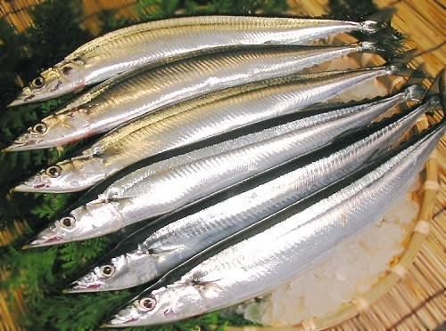 Cá Thu Đao Nhật Size 70-100g Thùng 15kg Nhập Khẩu