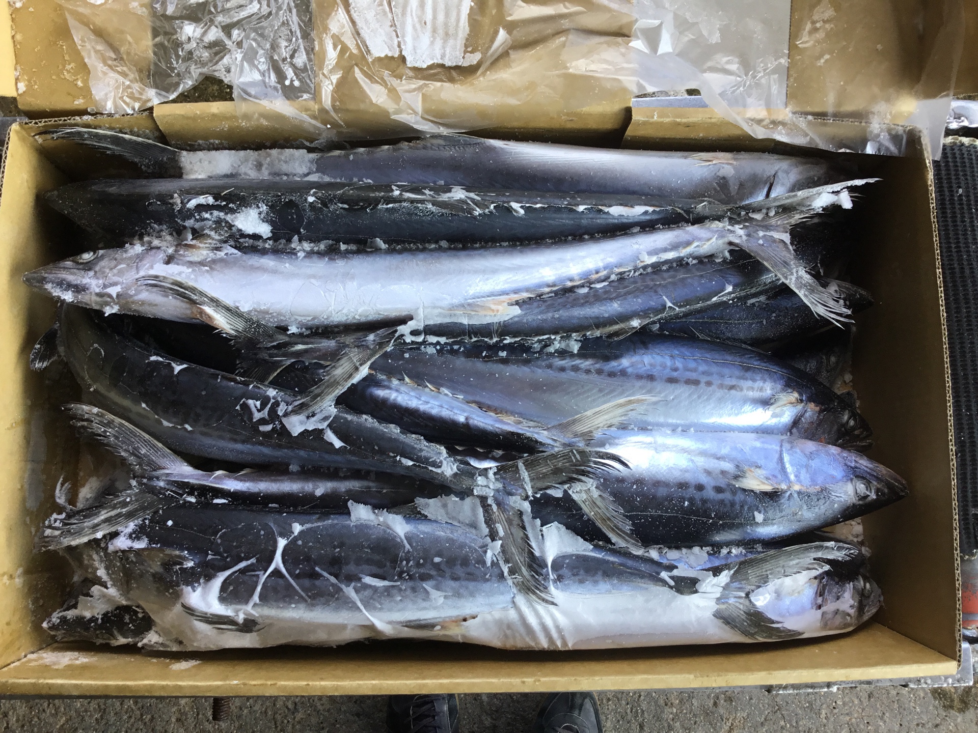 Cá Thu Ngừ Nhật Size 1.5kg Up Nhập Khẩu Giá Sỉ