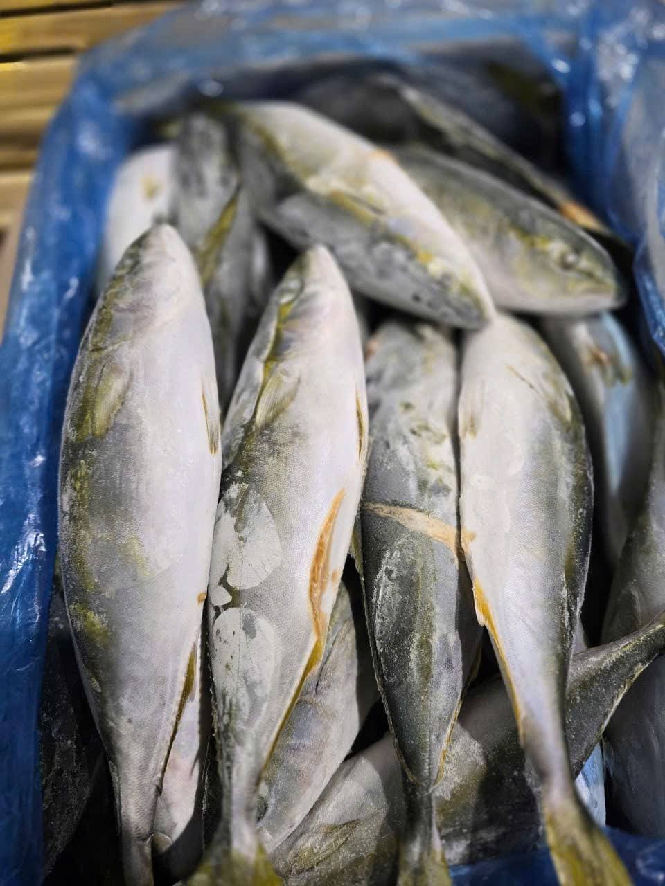 Cá Cam Nhật Size 500-1200g Thùng 15kg Nhập Khẩu Giá Sỉ