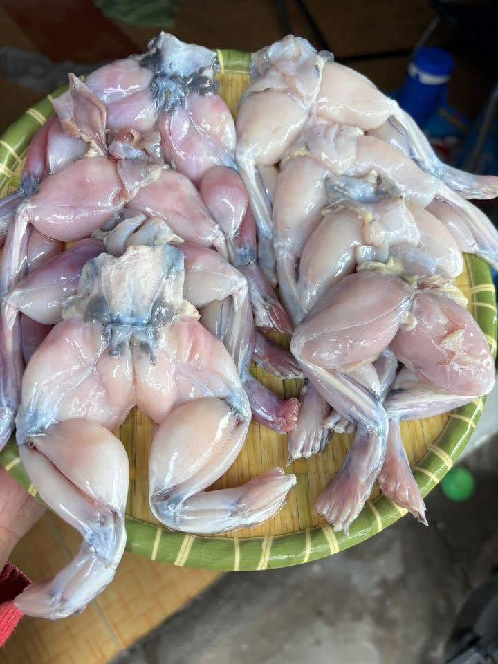 giá ếch thịt hôm nay