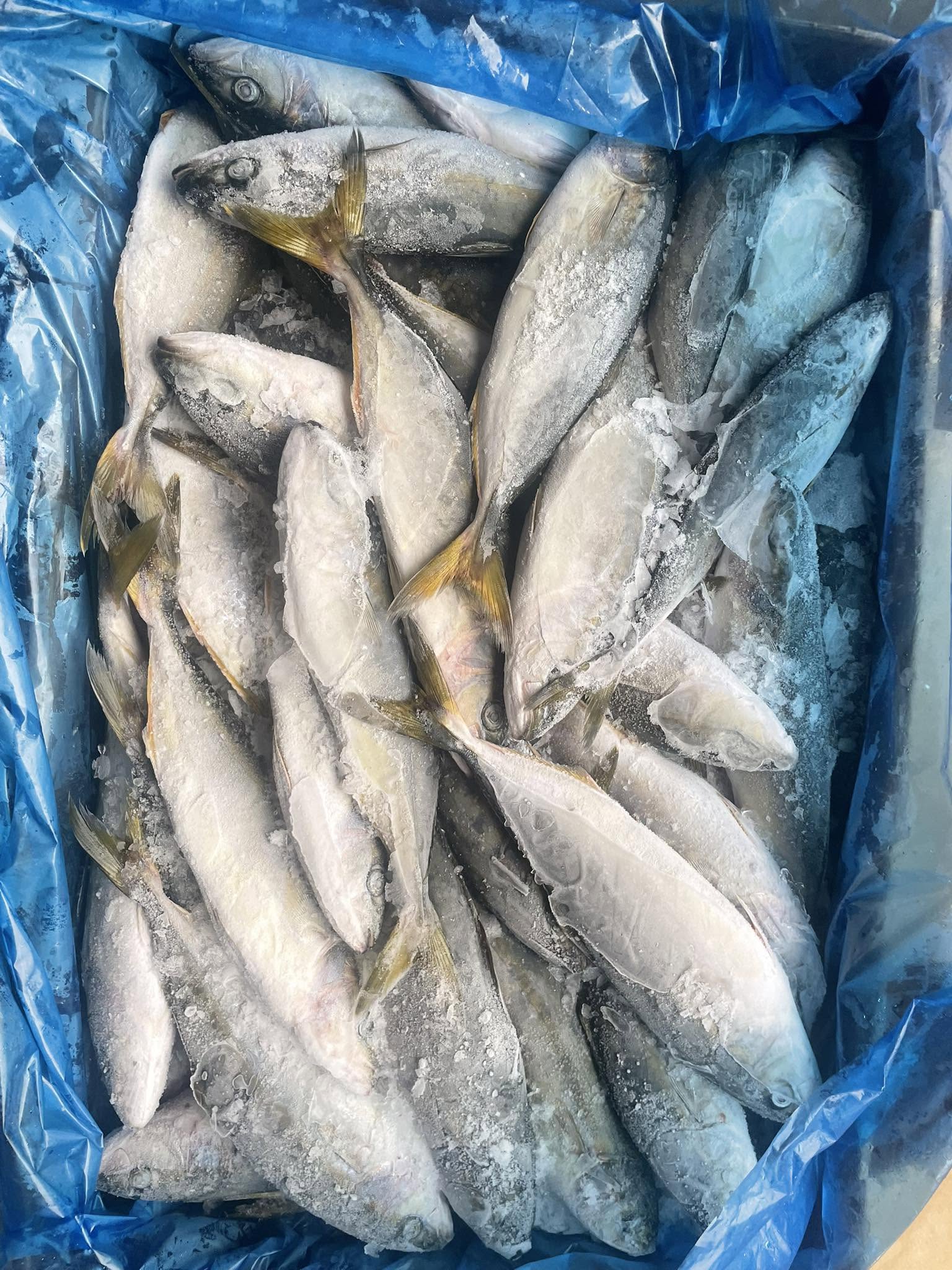 Cá Cam Hàn Quốc Size 150-300g Nhập Khẩu Giá Sỉ