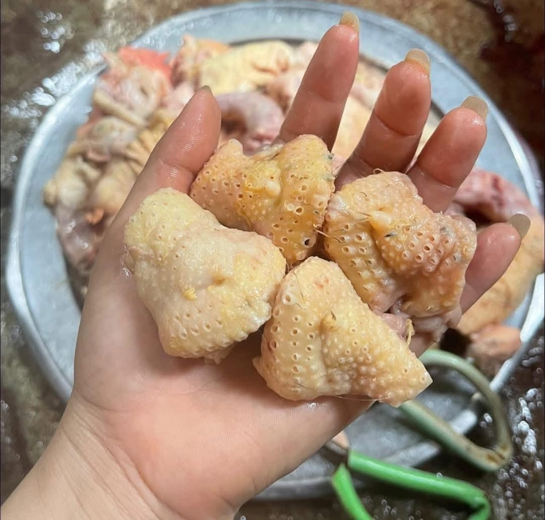 Phao Câu Gà Tươi