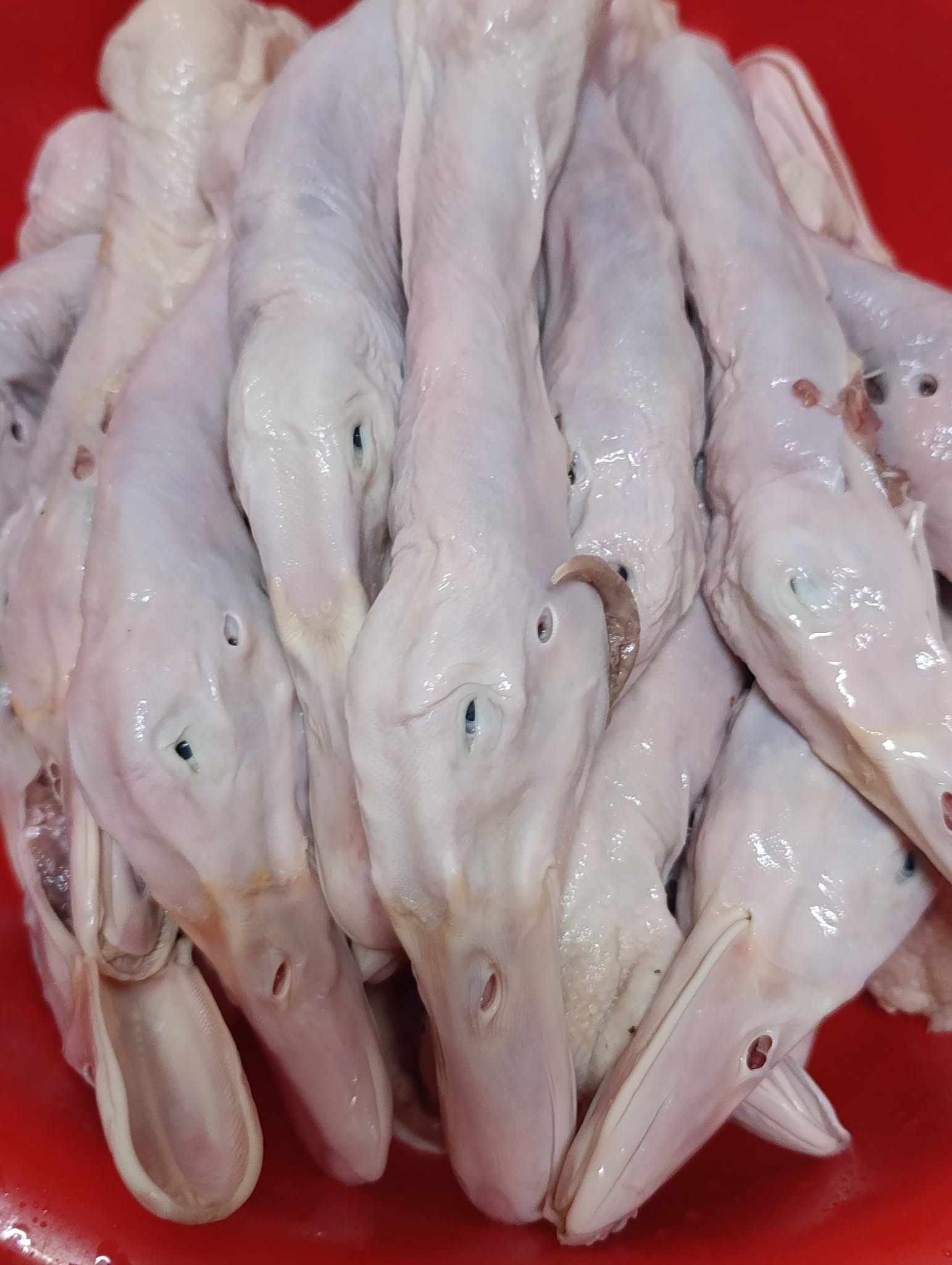 Đầu Cổ Vịt Tươi