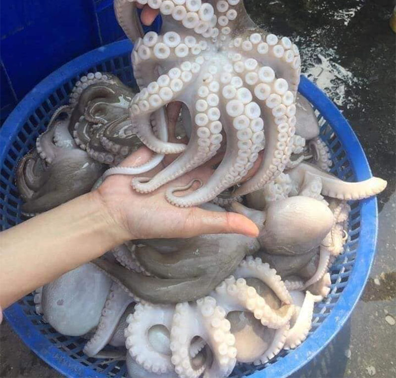 Bạch Tuộc Sống Tươi Ngon 3–4 Con/Kg