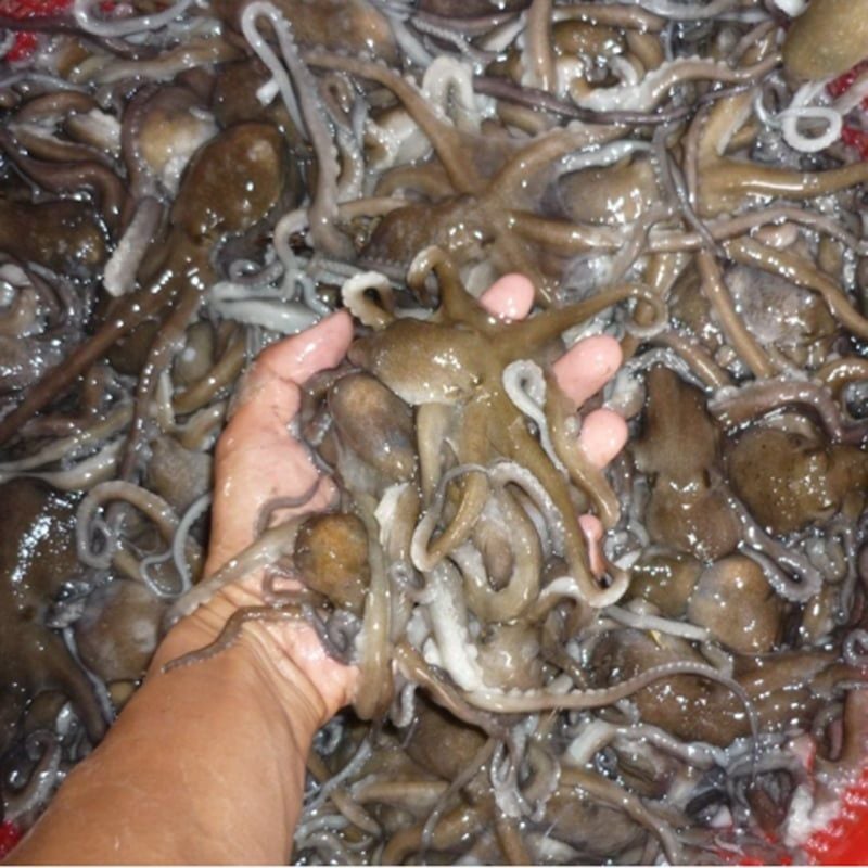 Bạch Tuộc Tươi Sống Giá Tốt 4–6 Con/Kg