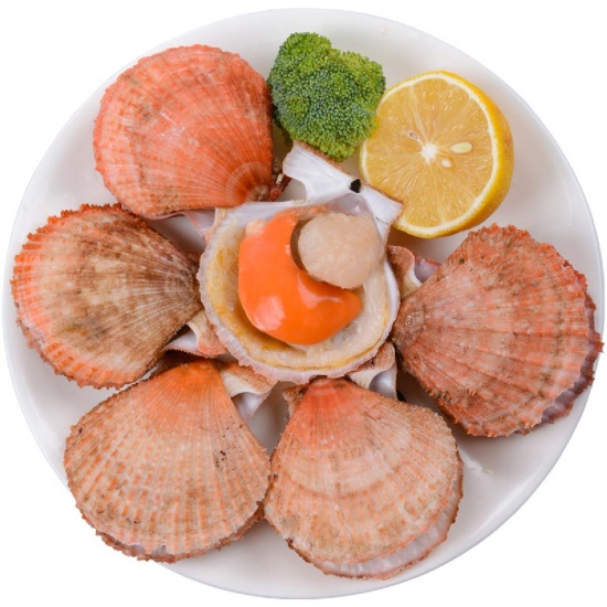 Sò Điệp (Sò Quạt) Sống Size 20–25 Con/Kg