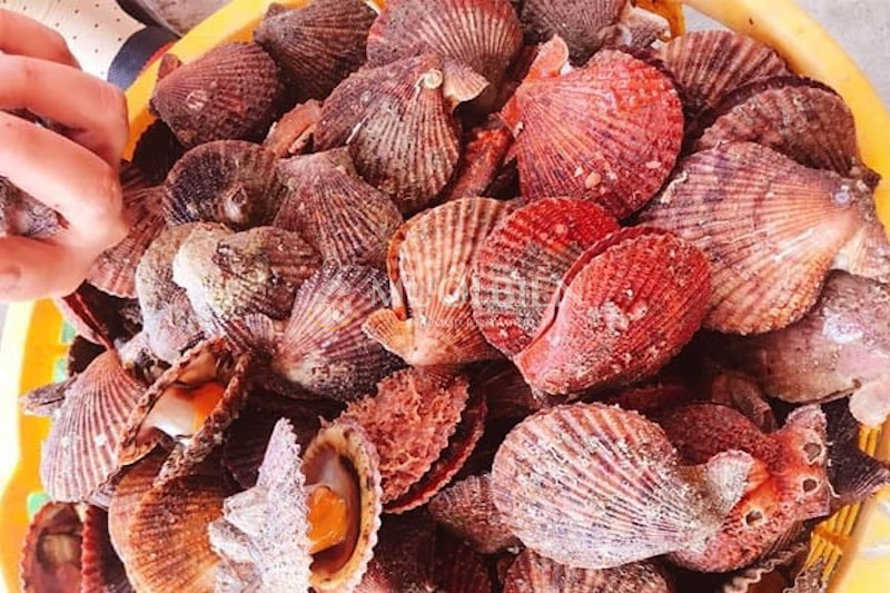 Sò điệp (sò quạt) sống 20-25 con/kg