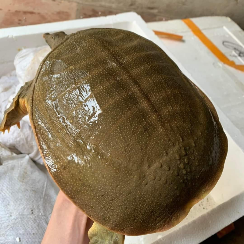  ba ba thịt tươi sống tại TP HCM