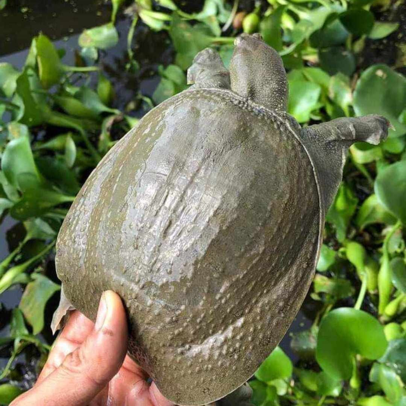 Bán Ba Ba Sống Giao Tận Nơi Quận 7