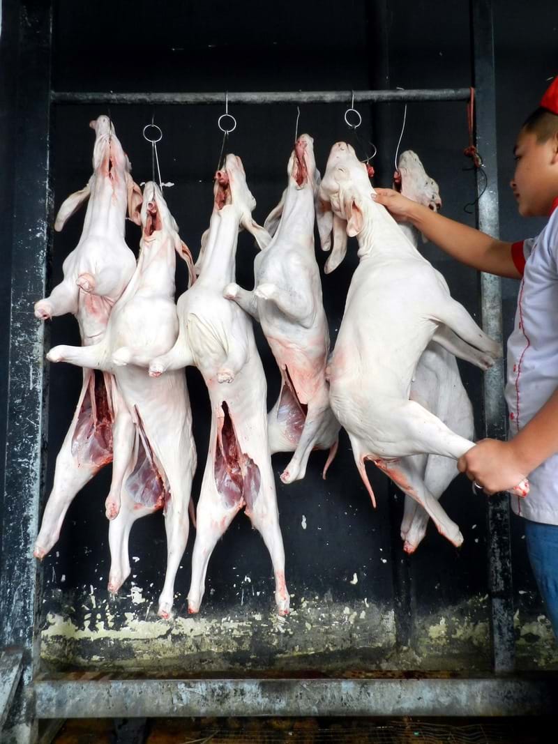 Dê cái tơ nguyên đầu giò