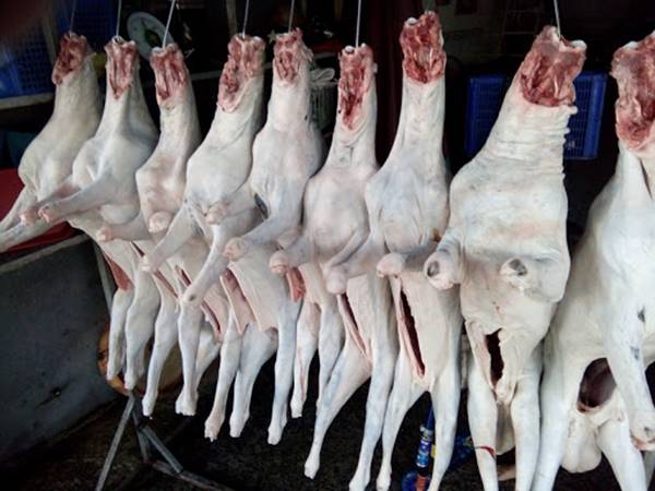 Dê cái tơ móc hàm