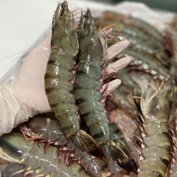 Tôm sú sống (18-22 con/kg)