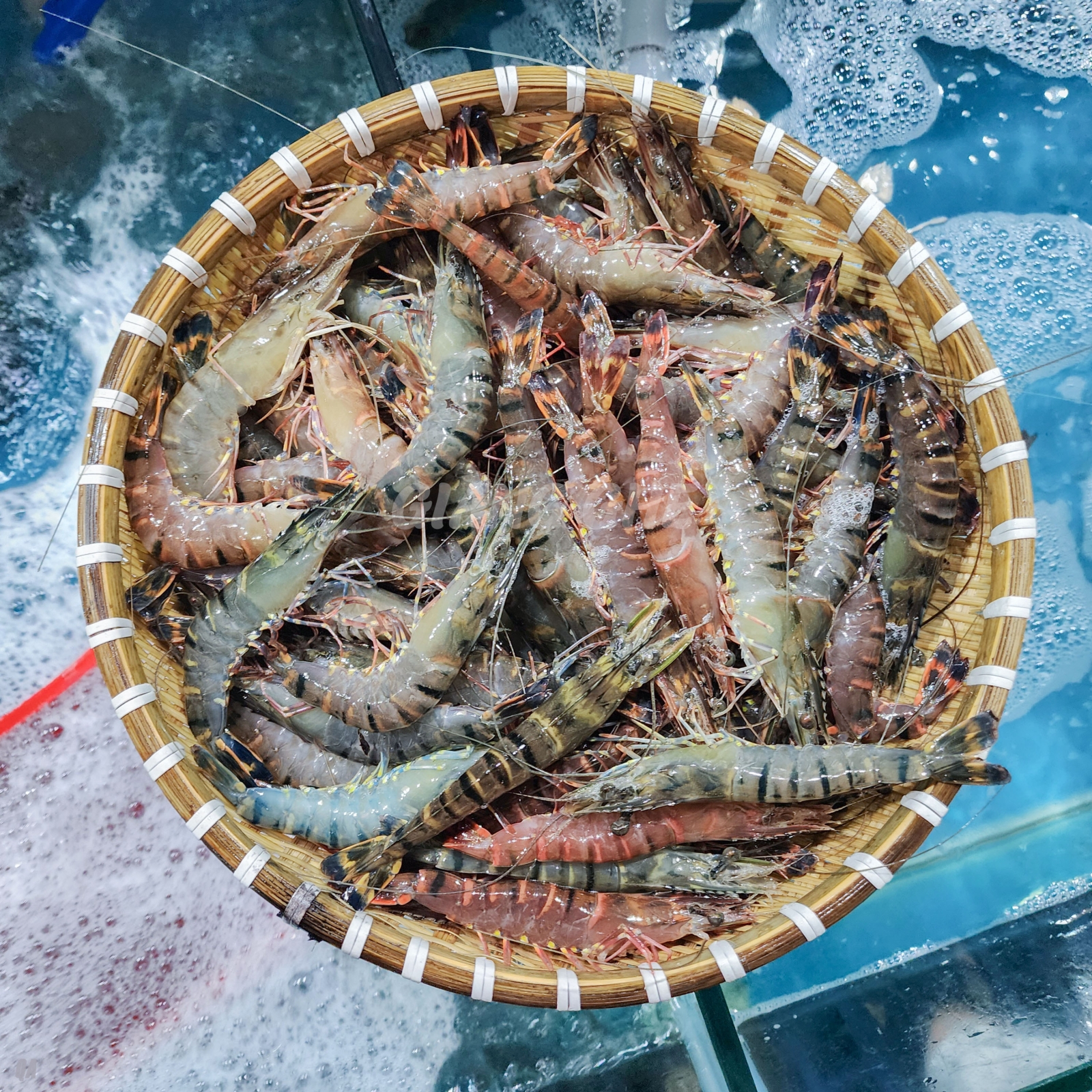 Tôm sú nguyên con tươi sống Size: 60-70 con/kg Xuất sứ Bạc Liêu