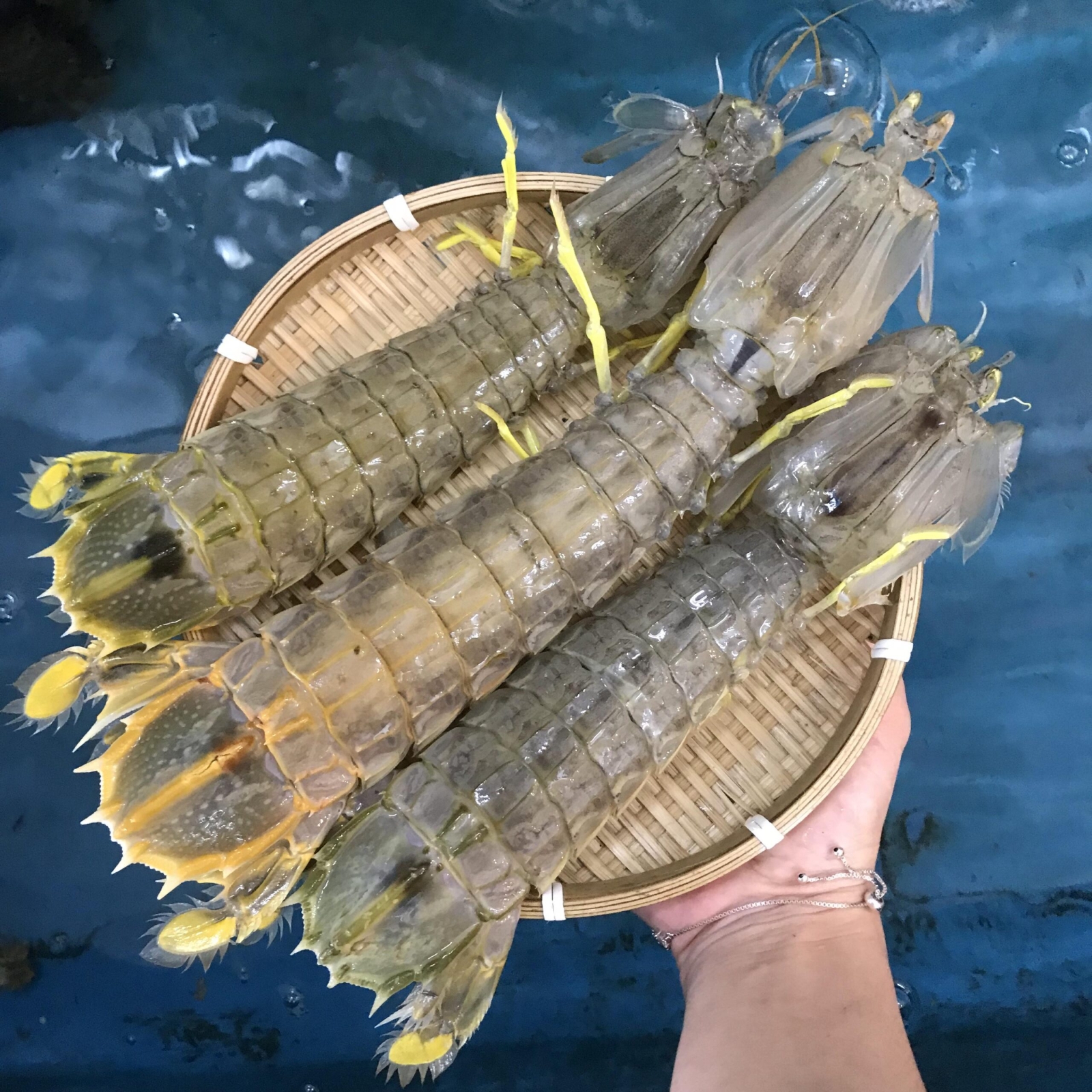 Tôm Tích (4 - 6 con/kg)