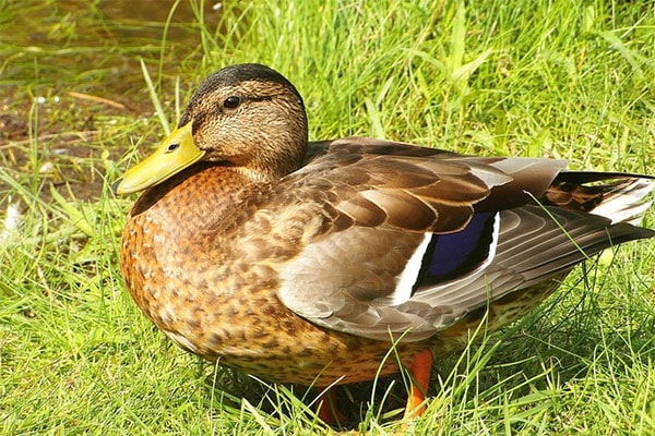 Vịt cỏ (vịt đồng) sống  Size: 3-3,5 kg/con 