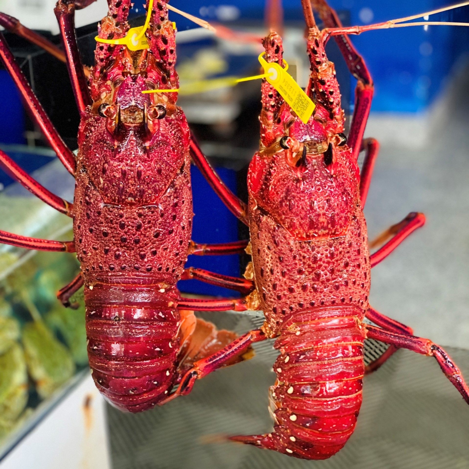 Tôm hùm đỏ Úc (1 - 3 kg)