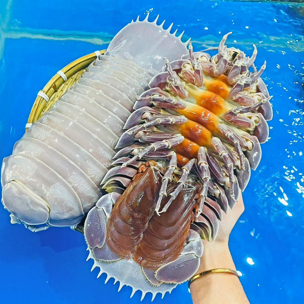 Bọ Biển sống (1–2 kg/con)