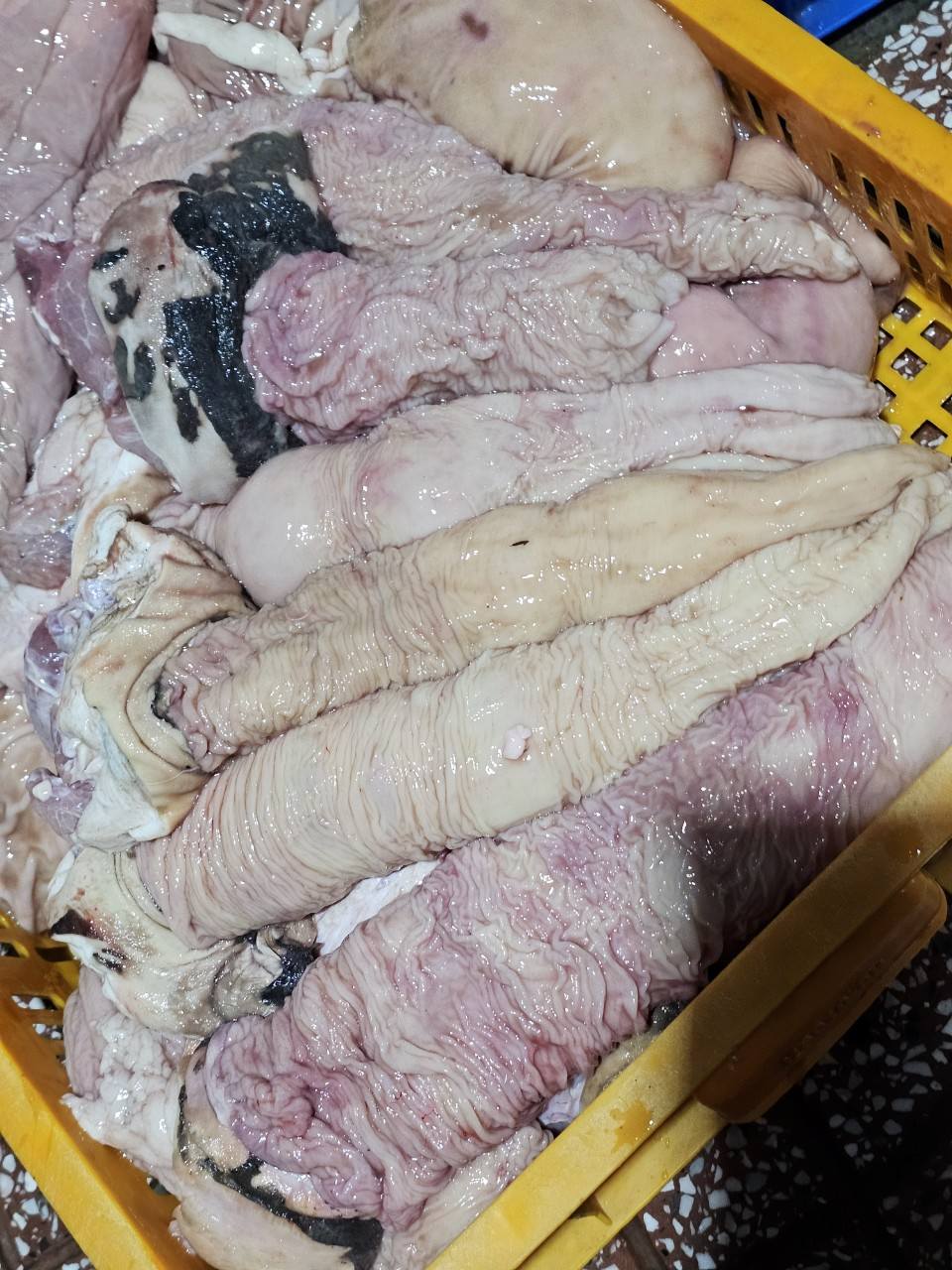 Thú Linh Bò Tươi
