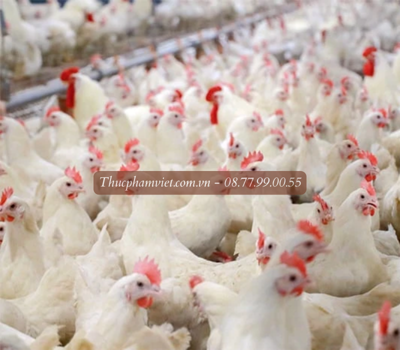 Trại gà giống Đồng Tháp cung cấp đa dạng các loại gà giống