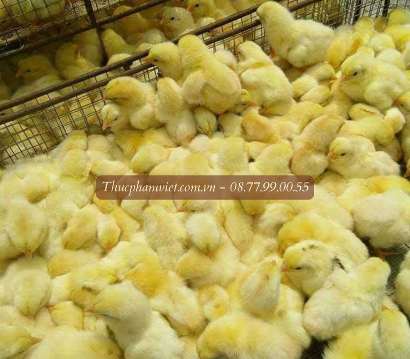 Địa chỉ bán gà giống Bạc Liêu uy tín chuyên nghiệp