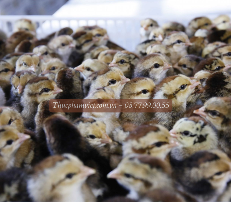 Cung cấp gà giống tại Cà Mau chất lượng hàng đầu