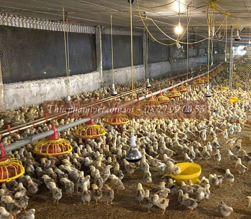 Nơi cung cấp gà giống tại Lâm Đồng uy tín chất lượng