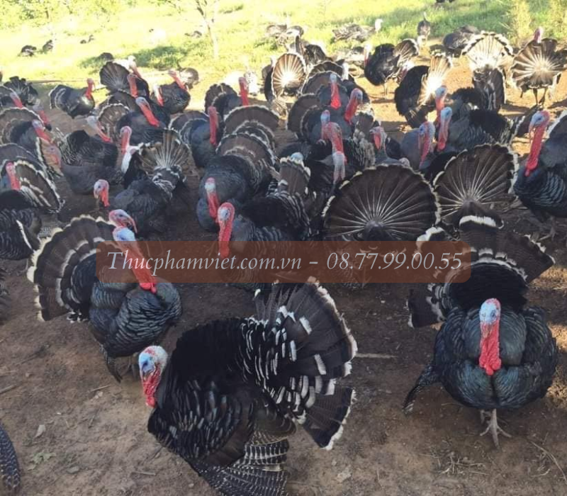 Hệ thống trại gà giống Bình Phước quy mô lớn