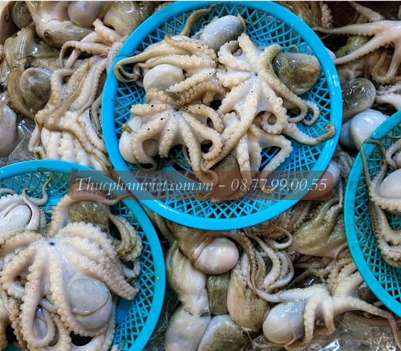 Bạch tuộc giá sỉ TPHCM