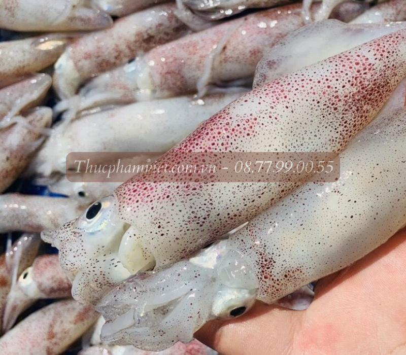 Mực trứng giá sỉ TPHCM