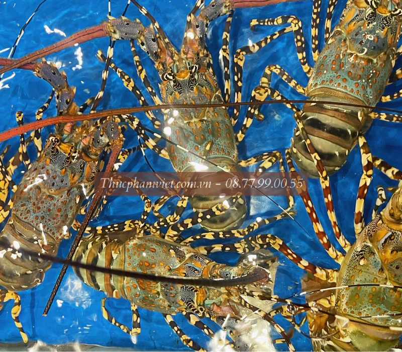 Tôm hùm bông giá sỉ TPHCM