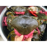 Cua thịt (cua Y) sống 300-450 gr/con