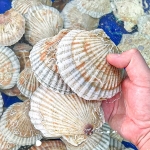 Sò điệp (sò quạt) sống 25-30 con/kg