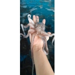 Bạch tuộc tươi sống giá tốt 4-6 con/kg