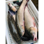 Cá trắm trắng (trắm cỏ)sống Size 7-8 kg/con
