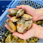 Ngao hai cồi sống 25-30 con/kg