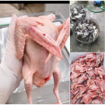 Địa Chỉ Bán Bồ Câu Thịt Cần Giờ Uy Tín, Giá Tốt