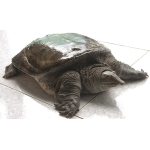 Ba Ba Thịt Hà Nội