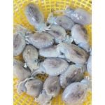 Mực nang tươi 8-10 con/kg