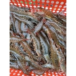 Tôm thẻ tươi sống  40-50 con/kg