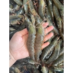 Tôm thẻ tươi sống  25-30 con/kg