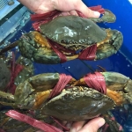 Cua gạch sống thiên nhiên loại VIP 460-550 gr/con